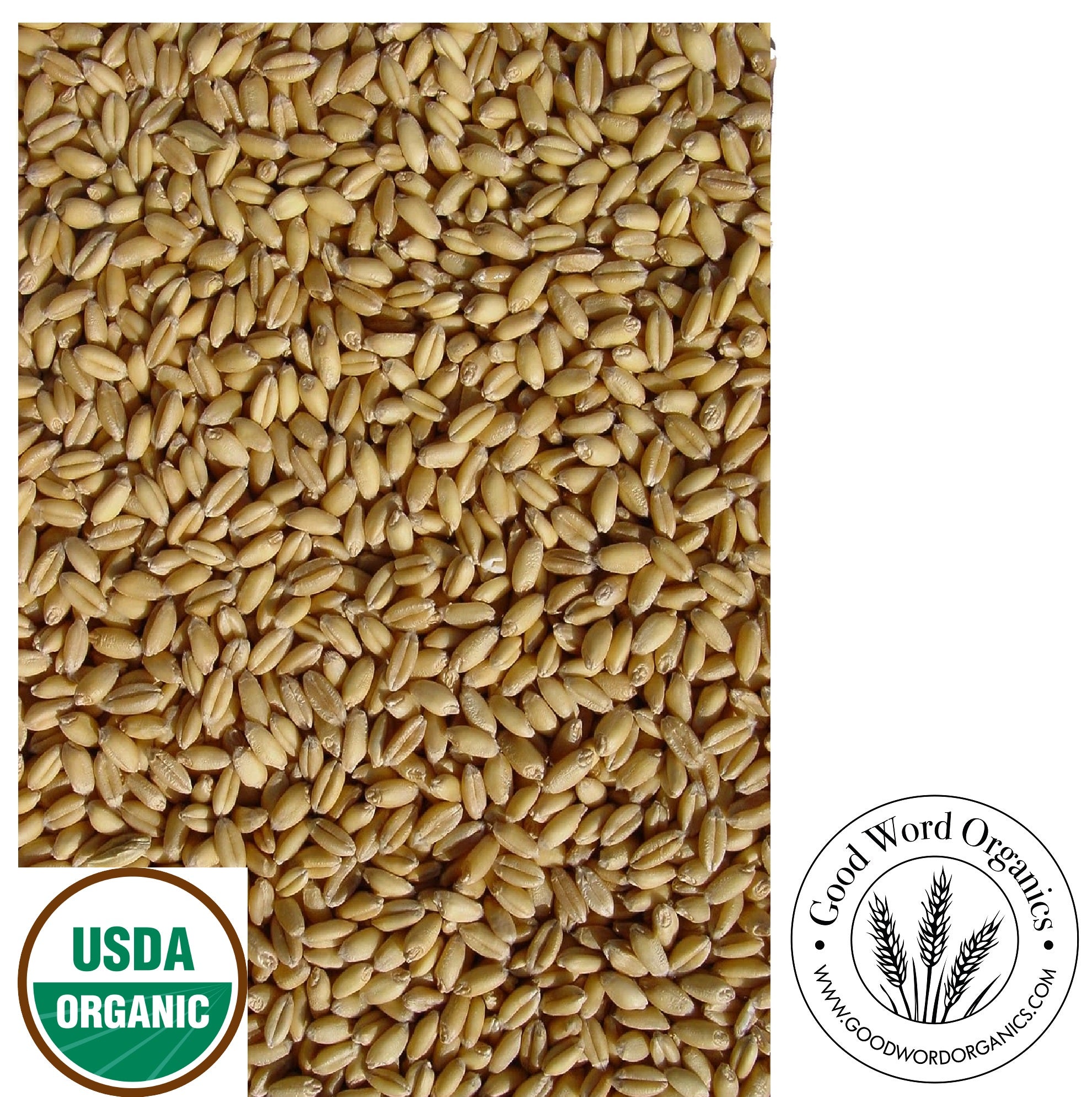 Organic Soft White Wheat Good Word Organics   Sfwphoto 